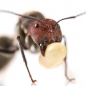 Preview: Camponotus singularis